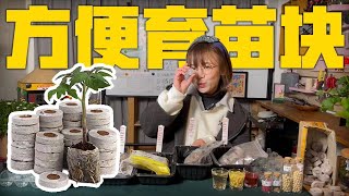 【育苗塊評測】讓園藝小白不走彎路，一次就能育苗成功！超適合懶人的播種方法！|育苗基質|泥炭|椰糠|種子萌發|真葉長出|根系情況