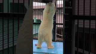 人参🥕は絶対食べたいアイラ🐻 #ホッキョクグマ #しろくま #おびひろ動物園