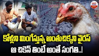 Bird Flu In Chickens : కోళ్లని మింగేస్తున్న అంతుచిక్కని వైరస్ ఆ చికెన్ తింటే అంతే సంగతి |ABN Digital