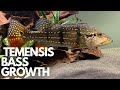 Temensis peacock bass Growth rate