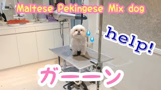 【怯える犬】ピンチ！この後何するの！？ガクブル震えて助けを求めてくる犬/A dog calling for help! What are you going to do!?