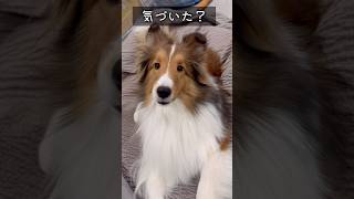 気づいた？ #pets #sheltie #可愛い #シェットランドシープドック #シェルティ #shorts #犬のいる暮らし