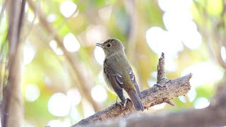 キビタキ若鳥の可愛い地鳴きとパタパタ 2020.09.21