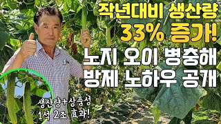 노지 오이 30년만에 최고 생산량! 병충해 종합 방제 노하우 공개