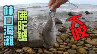 鱸魚之亂，林口海灘金目鱸大咬