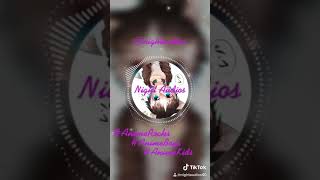 Ni Bien Ni Mal (English Version)- feat Night Audios