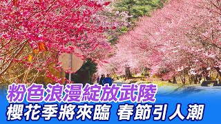 【每日必看】櫻花盛開人潮自來！武陵農場櫻花季將開始 春節年假吸引人潮 @中天新聞CtiNews  20220202