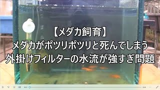 【メダカ飼育】外掛けフィルターの水流が強すぎ問題。メダカがポツリポツリと死んでしまう。