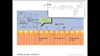 Movie 14   Lipid Synthesis in the ER