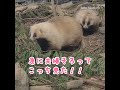 【アクアマリンふくしま】のニホンアナグマ　japanese badger　　marine science museum fukushima prefecture in mar of 2022