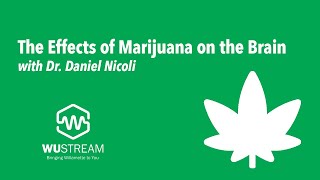 The Effects of Marijuana on the Brain | Dr. Daniel Nicoli