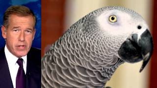 Parrot Missing for Four Years Shows Up Speaking Spanish