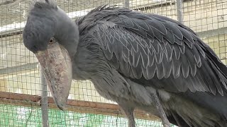 ハシビロコウ　ふたばちゃん　あくびしてました　【掛川花鳥園】