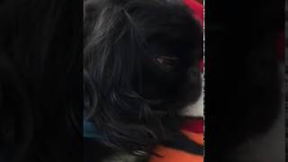 Very Funny Snoring Pekingese