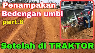 Umbi part.6)Penampakan bedengan umbi yang sudah di traktor