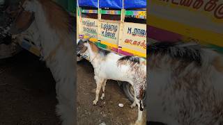 தரமான ஆடு வாங்க போகும் இடம்#goat #goatfarming #kodiadu #youtubeshorts #shorts #villagelife #tamil