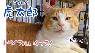 ねこけんシェルター猫たちの家猫修行⑨～お世話ボラうれし泣き、なぜって・・・2021年5月6日