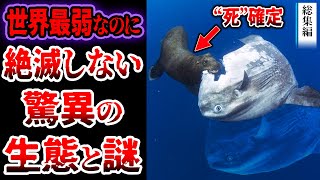 【総集編】眠れなくなるほど面白い。最弱生物が絶滅しない理由…生態と謎がヤバい