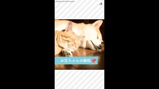 【仲良しワンニャン兄弟】お兄ちゃん柴犬の腕枕でスヤスヤ♡