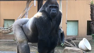 ('18/12/8)女性に愛される男ゲンタロウ〜モモタロウ家の週末 14⭐️ゴリラ【京都市動物園】Gorilla / weekend momotaro family 14