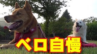 雑種犬マロとケンコ；どっちの舌が長い？～Mixed breed dog MALO \u0026 KENKO;Which dog has a longer tongue?