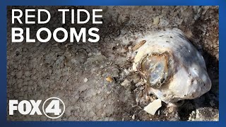 Blooms of Algae harming Florida Beaches
