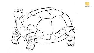 How to Draw A Tortoise drawing II  tortoise drawing Easy II part 01 II #artjanag