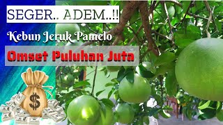 Cara Budidaya Kebun Jeruk Pamelo / Bali Produk Unggulan Asli Magetan, Jatim | Omset puluhan juta.