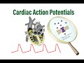 Cardiac Action Potentials:  Molecular and Ionic Events