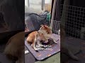 ゆずちゃん頑張って起きたけど 柴犬 ミックス犬