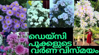 ഡെയ്സി  പൂക്കളുടെ  വർണ  വിസ്മയം  / Daisy plant care tips