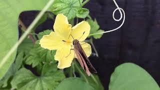 ゴーヤの花の蜜を吸うチャバネセセリ