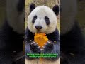 4 fakta unik tentang panda