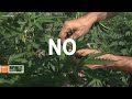 Are cannabis plants thirstier than other plants? What about illegal cannabis? | Why Guy