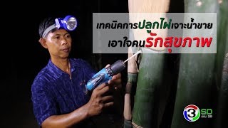 ไทยฟาร์ม : เทคนิคการปลูกไผ่เจาะน้ำขาย เอาใจคนรักสุขภาพ [22 ก.ค. 60] Full HD