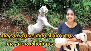 എൻ്റെ ആടുകളുടെ ആഹാരവും ആഹാരക്രമവും / Goat Foods/Krishna Avyu