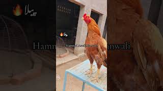 Hammad Aseel Mianwali #music #love #arabic #топ #miawaliaseel #aseelmurga #birds #mianwaliaseel