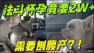 斗为什么这么贵？狗狗从怀孕到生产费用详细列表！