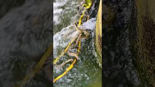 என்னடா நடக்குது இங்க!#enathuaran #river #fishing #fishingvideo