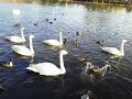 大ちゃん おおちゃん ～　20160116 3　　大塚池公園のハクチョウ白鳥スワンswans