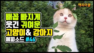 [2020]배꼽 빠지게 웃긴 고양이와 강아지😸🐶 \u0026 기타 영상모음 #46 Dogs and Cat Funny Moments | Funny Animals Compilation #46