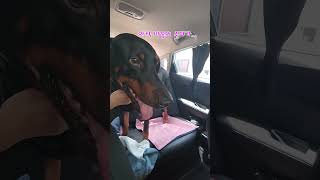 똥개와 함께하는 여름 휴가 ~~ #강아지 #군검사도베르만 #도베르만 #여행 #자동차 #doberman