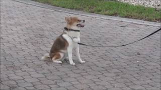 The K9 Training Academy - Teddy - Basic Obedience