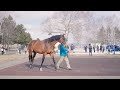 【マカヒキ】第83回日本ダービー優勝馬 lex stud種牡馬展示会の映像を公開！