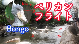 ハシビロコウのボンゴ、ペリカンフライトに集中☆ボンゴ\u0026マリンバ2  part10　SHOEBILL \