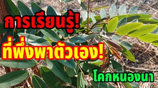 การเรียนรู้ที่พึ่งพาตัวเอง!#โคกหนองนา #เกษตรทฤษฎีใหม่ #เกษตรผสมผสาน