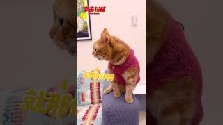 橘貓需求百百種 這次又幹嘛了？#cat #shorts #ShortsTW