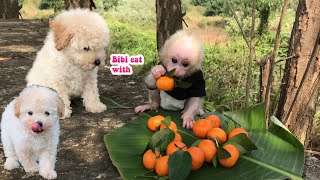 Baby monkey Bibi happily picking fruit in the garden and with the puppy