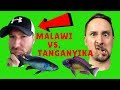 MALAWI Cichlids VS. TANGANYIKA Cichlids which is better?