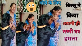 ऐसे किसका डोंग करता है बिल्लू अपने आप को डोग ला ही नहीं रहा Rottweiler 😱🤣😂 video haryana dog 🐕